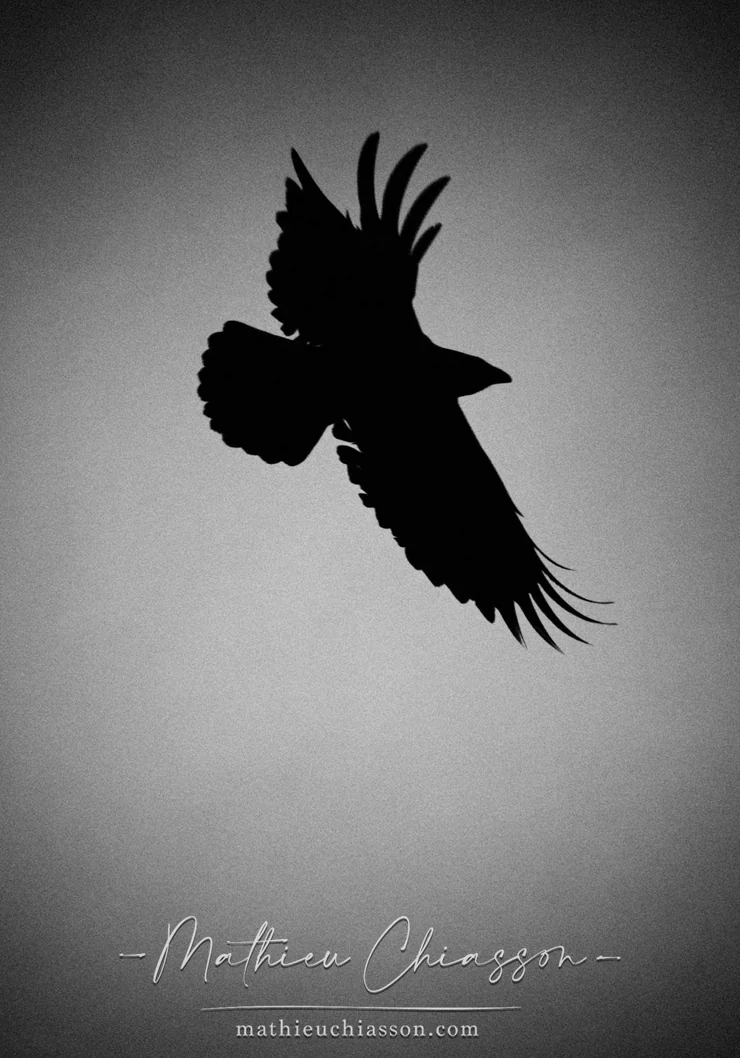 Silhouette in flight