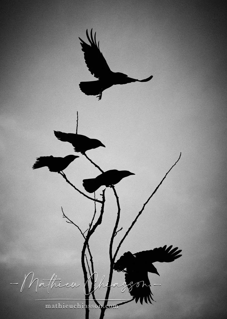 Taking flight