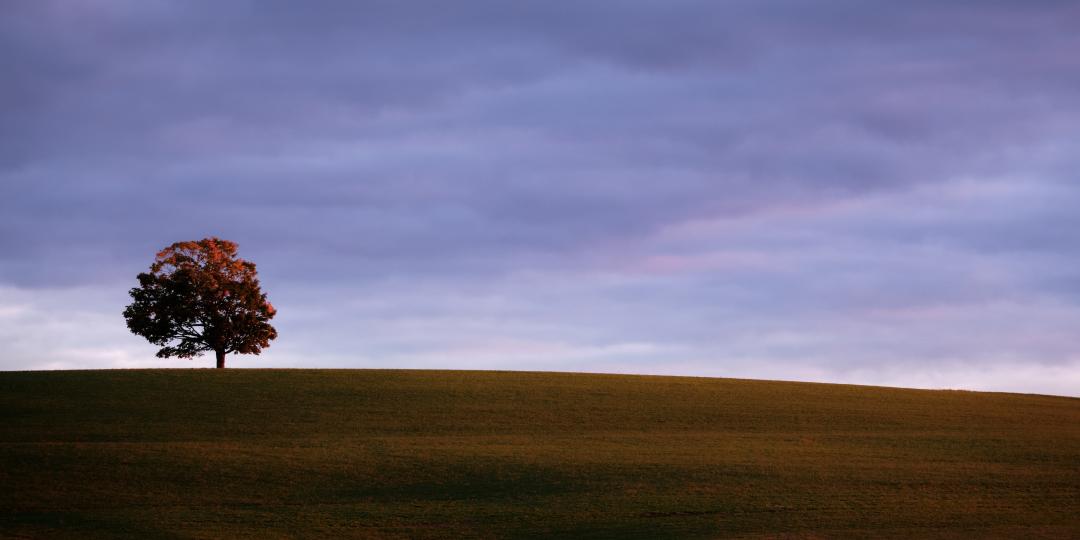 A lone autumn tree under a wide, softly coloured sky.