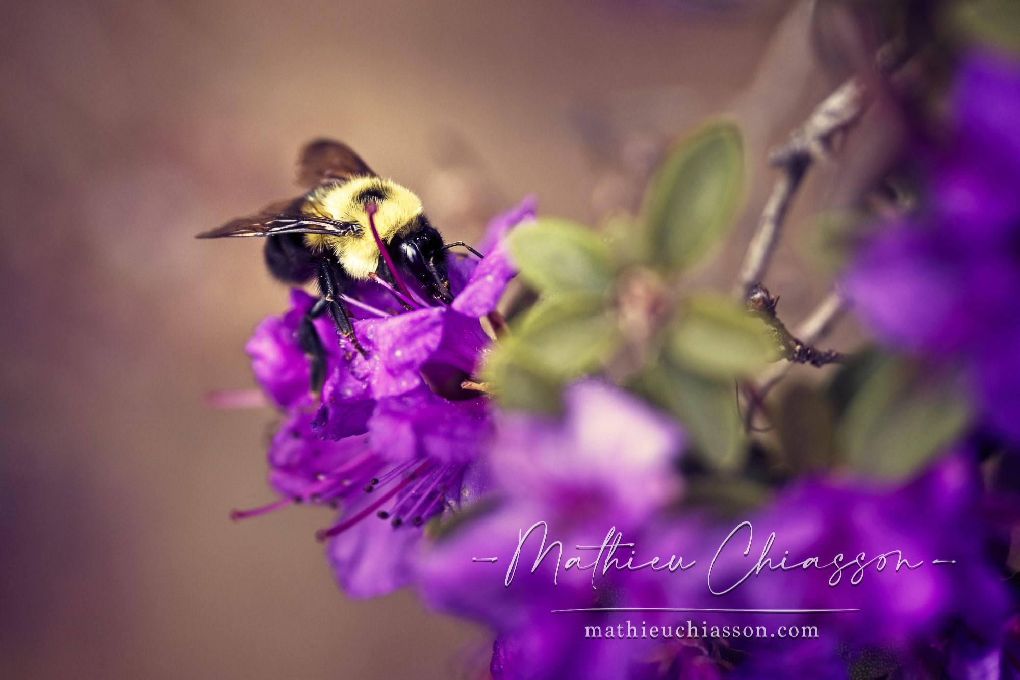 A bumblebee perched on a purple flower.
